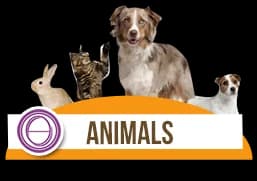 ThetaHealing Animals