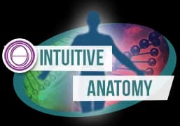 ThetaHealing Intuitive Anatomy